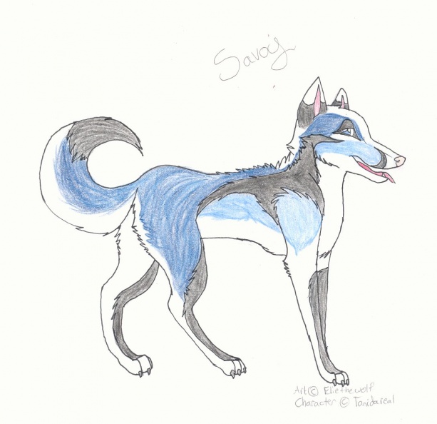 Savoy by Elie the black Wolf