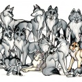 WeuUkoo Wolves by WildSpiritWolf